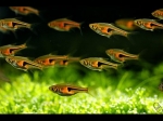 Trigonostigma hengeli - Разбора хенгели