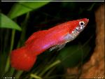 Flamingo Red Guppy
