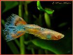 Guppi Albino male