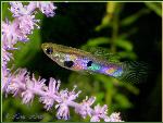 Guppi Columbian male