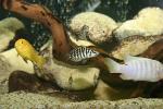 Altolamprologus_calvus