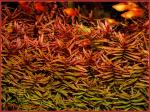 Ammania Gracilis tank
