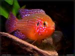 Lifalili Jewel Cichlid