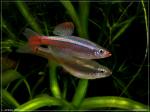 Tanichthys albonubes