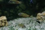 Eretmodus cyanostictus (ikola)