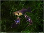 Guppy Black Prince