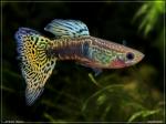 Guppy male