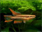 Chromaphyosemion bitaeniatum  Afagnagan