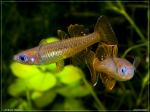 pseudomugil tenellus