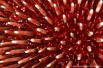 Sphaerechinus granularis -  Purple sea urchin