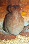 Octopus vulgaris