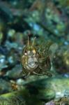 Blennius tentacularis