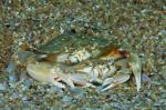 Portunus holsatus