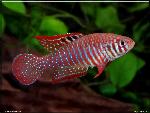 Simpsonichthys santanae