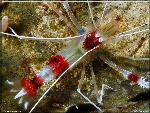 Stenopus hispidus - Banded coral shrimp