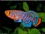 Nothobranchius rachovii Beira F1