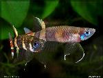 Pseudepiplatys annulatus