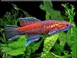 Callopanchax occidentalis Kabak GM 97-4