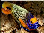 Yellowfaced Angelfish