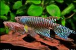 Gnatholebias zonatus finca pair