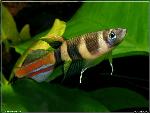 Pseudepiplatys annulatus
