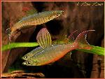 Iriatherina werneri