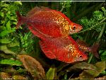 Glossolepis incisus combat