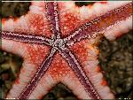 PROTOREASTER SP - Sea Star