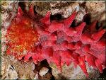 Colochirus crassus