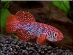 Nothobranchius sp aff furzeri MZCS 08-108 Save