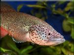 Nothobranchius ocellatus 