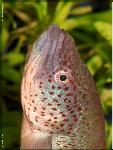 Nothobranchius ocellatus 