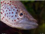 Nothobranchius ocellatus 
