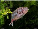 Nothobranchius ocellatus 
