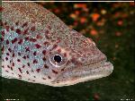Nothobranchius ocellatus 