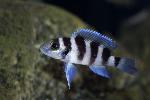 Lamprologus tretocephalus