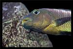 Petrochromis famula (Moliro)